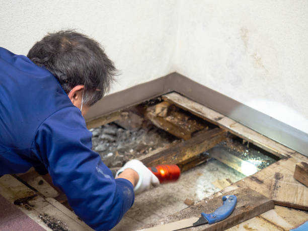 Professional Mold Removal in Redlands, CA