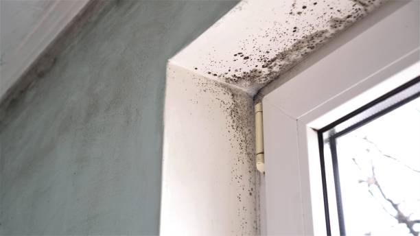 Best Crawl Space Mold Removal  in Redlands, CA