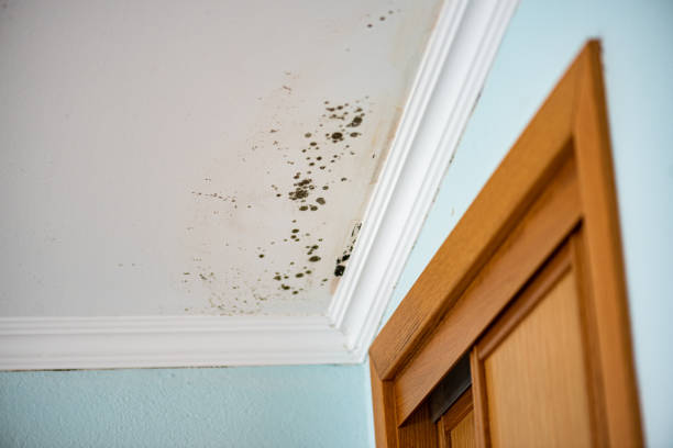 Best Mold Removal Specialists  in Redlands, CA