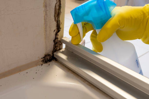 Best Fast Mold Removal  in Redlands, CA