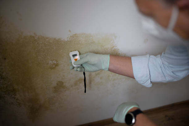 Best Black Mold Removal  in Redlands, CA