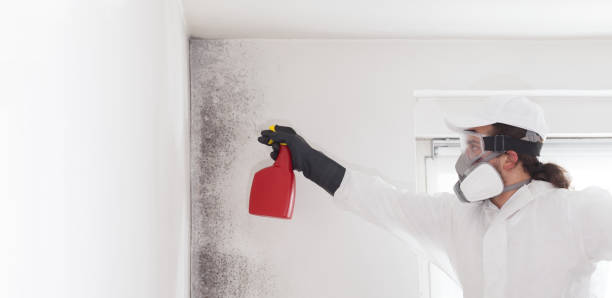 Best Local Mold Removal Service  in Redlands, CA