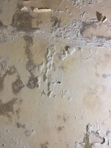Best Mold Removal Company Near Me  in Redlands, CA