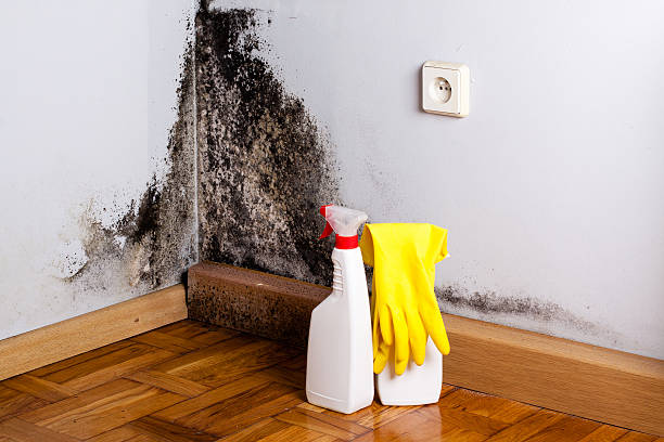Best Certified Mold Removal  in Redlands, CA