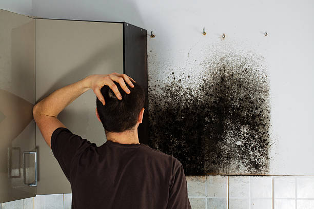 Best Residential Mold Removal  in Redlands, CA