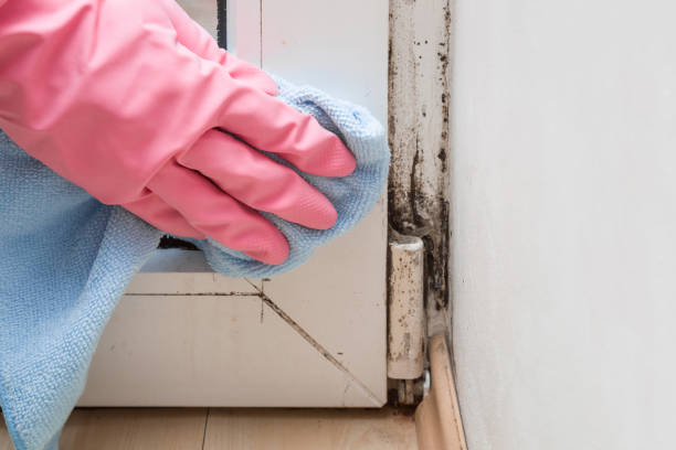 Best Same-Day Mold Removal  in Redlands, CA
