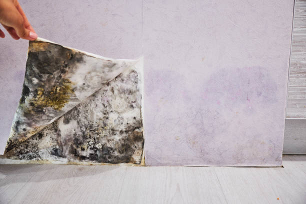 Best Attic Mold Removal  in Redlands, CA